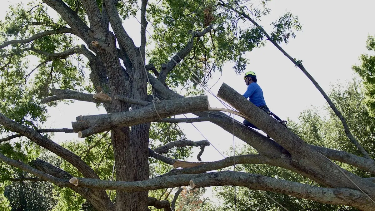 Professional Crown Thinning performed by certified arborists in Tiplersville